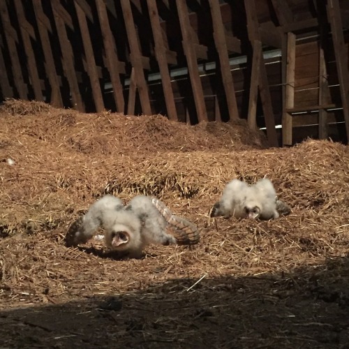 crc-rehab-blog:Barn Owl Re-nesting This ordeal started out as a sad story but it concluded with