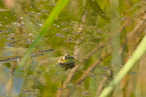 Marsh frog in Bourgoyen nature reserve, Ghent, Belgium