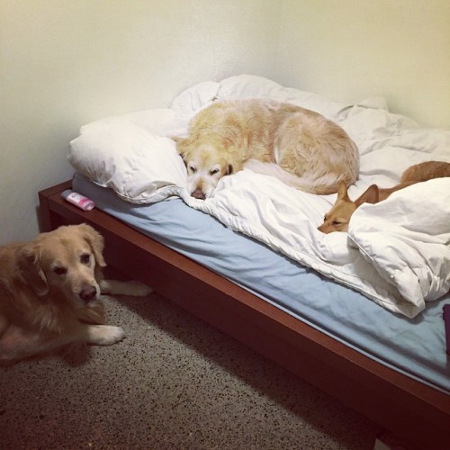 sawyerthecorgi:  I guess I’ll go sleep on the couch…