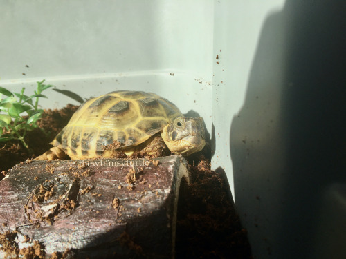 Mom, this shadow is trespassing in my corner!  Make this rude shadow move away!