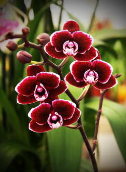October 2013 Miniature Red Phalaenopsis Orchid - (Individual Flowers Are The Size