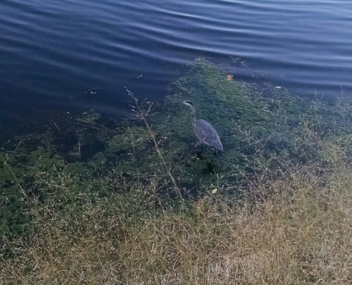 This is Chazz the Great Blue Heron. He always visits the campus pond like three times a day. Always 