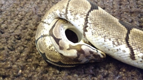 blurrysnakescales:Hello, I derp! And I try my best at snaking