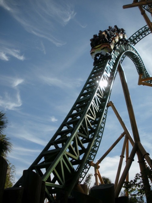 Cheetah Hunt