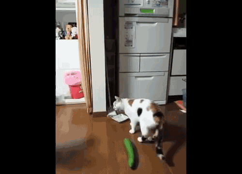 An Unsuspecting Cat Gets Startled By A Cucumber