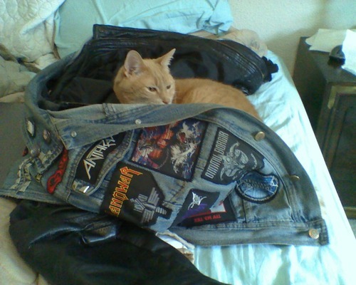 lady-love-guts:  deadnightwargasm:  Those Kitties of Metal.  I can’t even, I died.
