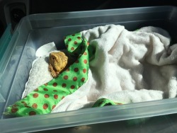 yeahponcho:poncho is coming with me to therapy today and is nice and cozy in the Transport Box