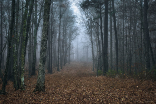 Foggy Morning by Ryan Shanahan