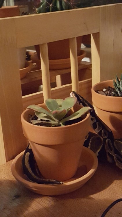 oneiric8:My noodle likes plants, his name is momo and he deserves all the love in the world.