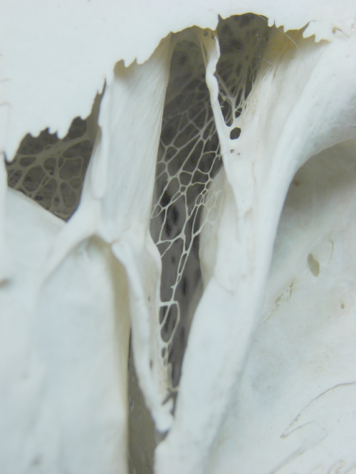 skelelegs:elk have such beautiful bone webs
