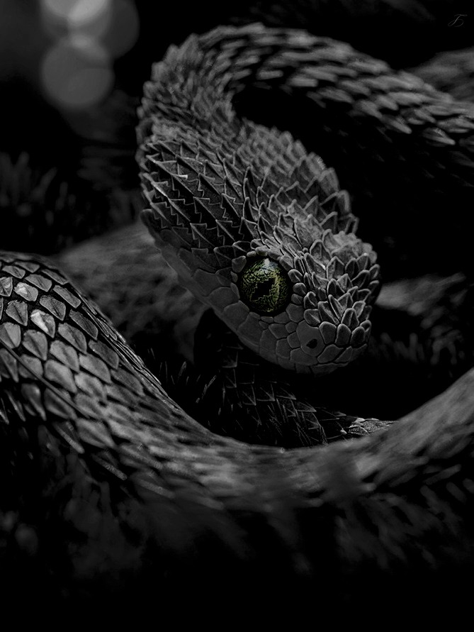 thenightwhisperer-deactivated20:   Bush Viper Edit: Tales of the Night Whisperer