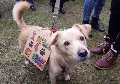 Porn Pics seedy:  a collection of protesting puppers