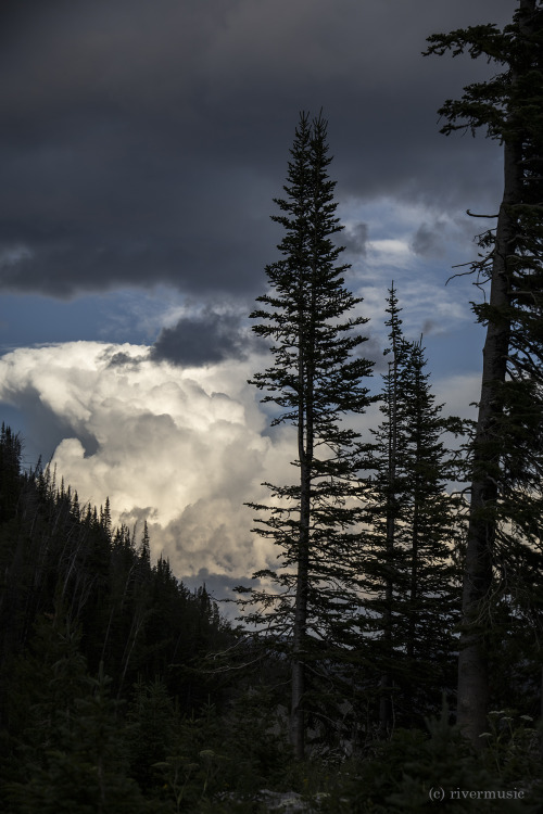 Storm and Spruce, Sylvan Pass area, Yellowstone National Park: © riverwindphotography, August 2
