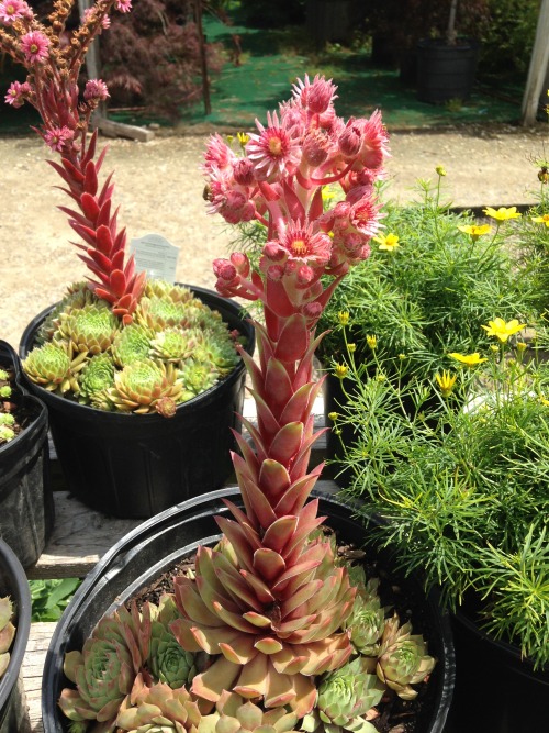 2.26.16 - Some very cool succulents and their flowers! These were at a plant shop two summers ago. 