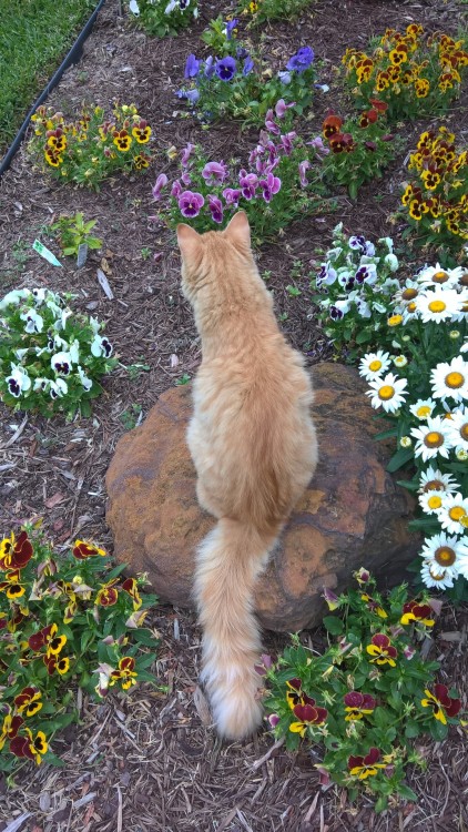 ayepip: “The devil himself” likes the flowers. And he is 100% ready for photos.