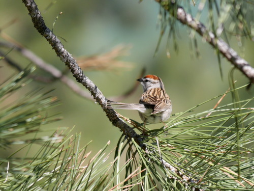 Chipping Sparrow (Spizella passerina) EmberizidaeBlue Mountain National Recreation Area, MTMay 13, 2