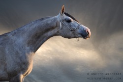 phototoartguy:  Majestic Stallion by A-Motive