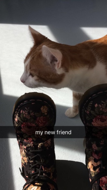 autumnremus: went to the humane society and made some new bffs
