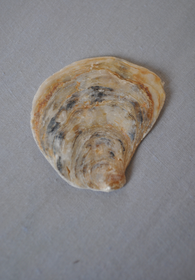 violaceae:  i saw edvard munch’s the scream in a shell i found on the beach
