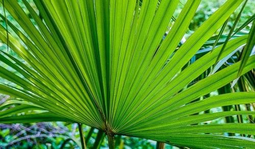 oceaniatropics:  Minnamurra Rainforest, NSW, Australia