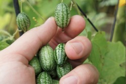 yasboogie:   Cucamelons: They’re grape-sized watermelons that taste like cucumbers with a tinge of lime They’re native to Mexico and Central America. They also go by the following names: mouse melon, Mexican sour gherkin, Mexican miniature watermelon