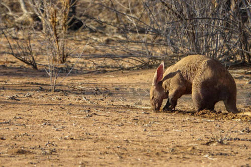 Aardvark by Manul4 