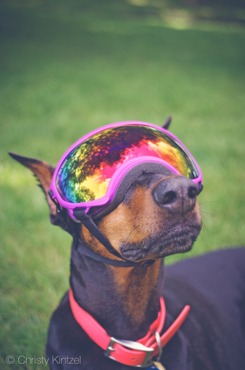 doberman pinscher