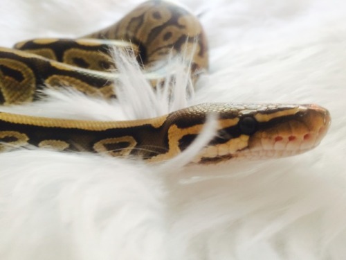 for-the-love-of-a-snake:luxurious ✨