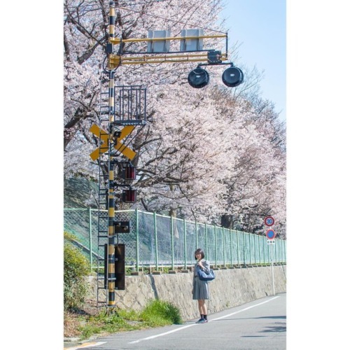 #portrait #photograph #photoshoot #japanese #japaneseview #schooluniform #girl #spring #架空荘 #kakuuso