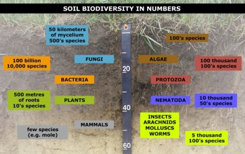 THE NATURE AND FUNCTION OF SOIL“The growth of most plants is impossible without soil. Soil tea