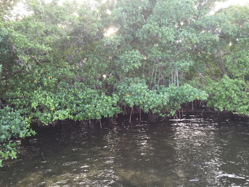 Biscayne national parks