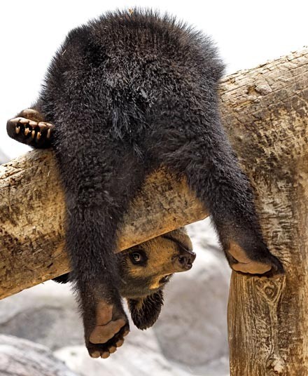 magicalnaturetour:  A young bear bends over adult photos