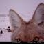 conlangingcoyote