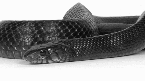 INTJ | 5w6 | Slytherin | Horned Serpent | Cancer | Chaotic Neutral
