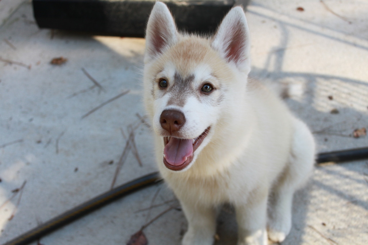 wondersofanimals:  handsomedogs:  My husky puppy Ivy :)  Cute 