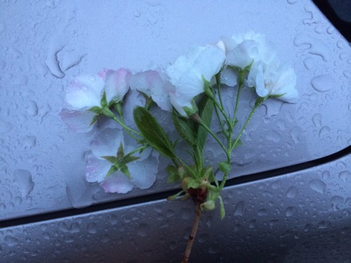 crydaisy:  jake left me flowers on my windshield porn pictures