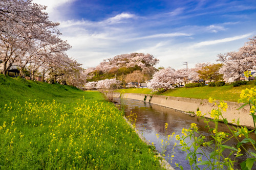 桜の山