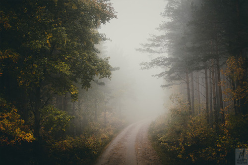 Time Still Standing Still…a forest road in my liking.Almost, just almost too much fog the oth