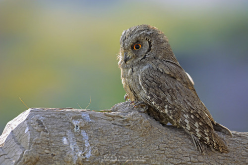 Pallid Scops Owl (Otus brucei) &gt;&gt;by Noor Hussain