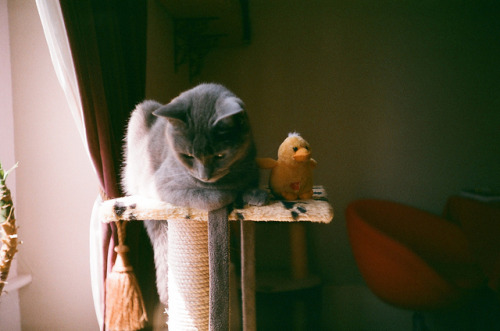 stashofcoffee:  Captain Jack & friend by KimpyWoo on Flickr. 