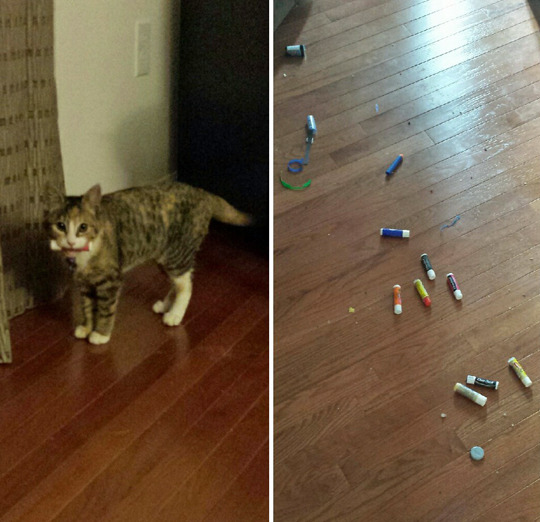 tastefullyoffensive:  Cats Who Have Serious Hoarding Issues (photos via imgur)Previously: Cats