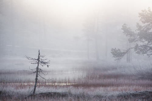 tiinatormanenphotography:First frosty morning for this autumn.  :) 29th Sep 2015, Southern