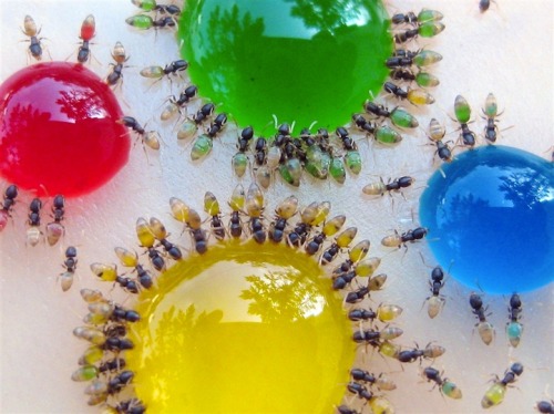 apennyathought:  Dr Babu, from Mysore, in South India said:  ’As the ant’s abdomen is semi-transparent, the ants gain the colours as they sip the liquid. ‘The secret is the paraffin base, which prevents the drops collapsing when the ants touch