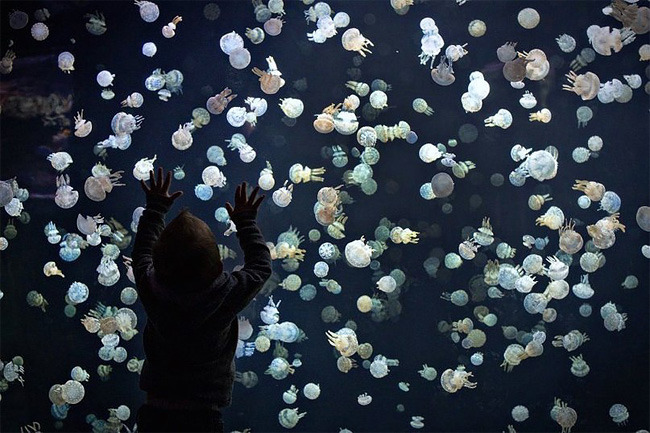 pearlsgay:  culturenlifestyle:Stunning Images Of Jellyfish At The Vancouver Aquarium 