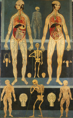 antipahtico:  Persian Anatomical Study 1880s 