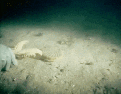 Jacques-Yves Cousteau, World Without Sun, 1964 