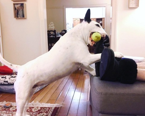 Any feet left lying around are fair game! #bullterrier #wildhour (at Brisbane, Queensland, Australia