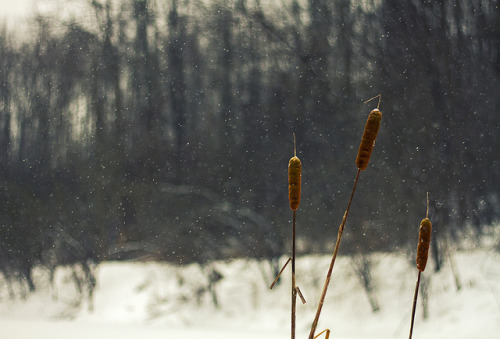 Snowfall by Matt Champlin on Flickr.