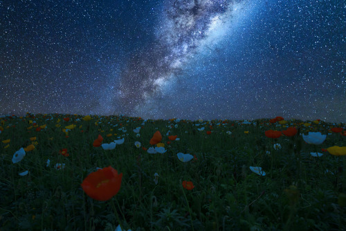 Flowery hill in New Zealand under the Milky Way by Ateens Chen js