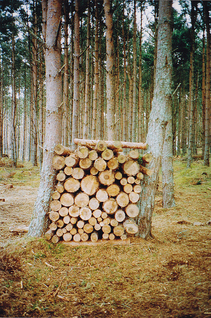 vacants:  findhorn woodstack by Elle* on Flickr. 